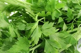 فروش خط کامل سبزی خرد کن1