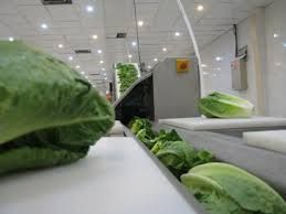 فروش خط توليد و بسته بندي سالاد الويه 1