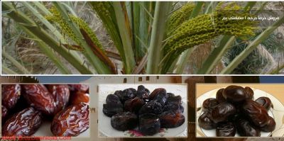 فروش دستگاه بسته بندي خرما جهت صادرات2