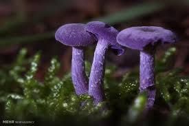 فروش خط کامل قارچ 3