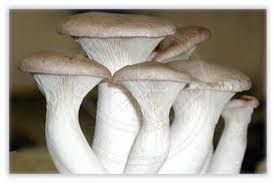 فروش خط کامل قارچ 1