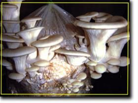 فروش خط کامل قارچ 2