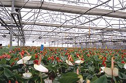 فروش انواع سازه های گلخانه ای0