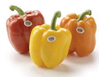 فروش انواع سازه های گلخانه ای1