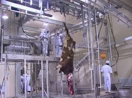 ماشین الات کشتارگاه طیور2