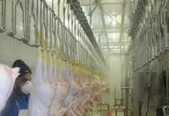 ماشین الات کشتارگاه طیور4