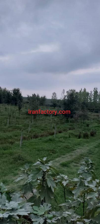 زمین کوهستانی برای پرورش درخت صنوبر و پالونیا0