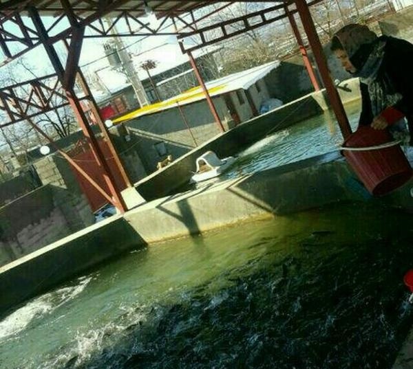 فروش استخر پرورش ماهی گرم آبی در فومن1