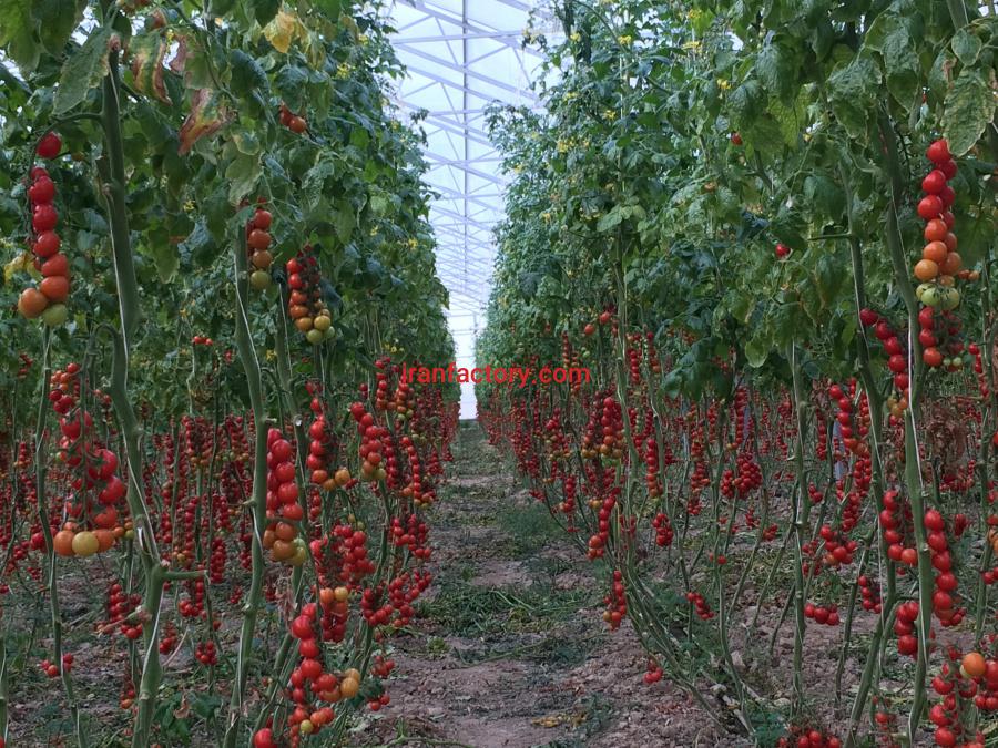 گلخانه گوجه فرنگی البرز1
