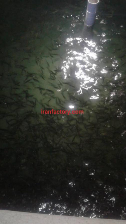 فروش پرورش ماهی آذربایجان شرقی1