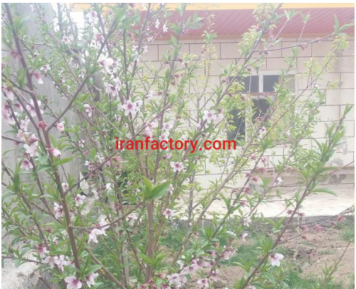 فروش 1460 متر کارخانه در تبریز2
