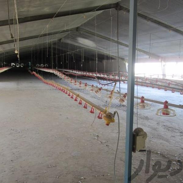 فروش مرغداری ١٨٠ هزار قطعه،پولت فول امکانات در هشتگرد2