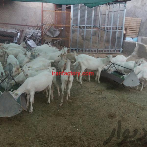 فروش دامداری و اصطبل اسب1