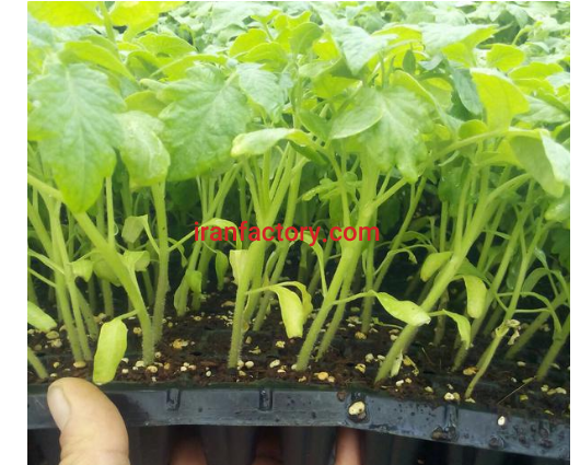 تولید انواع نشا صیفی جات با بهترین کیفیت در بهبهان0