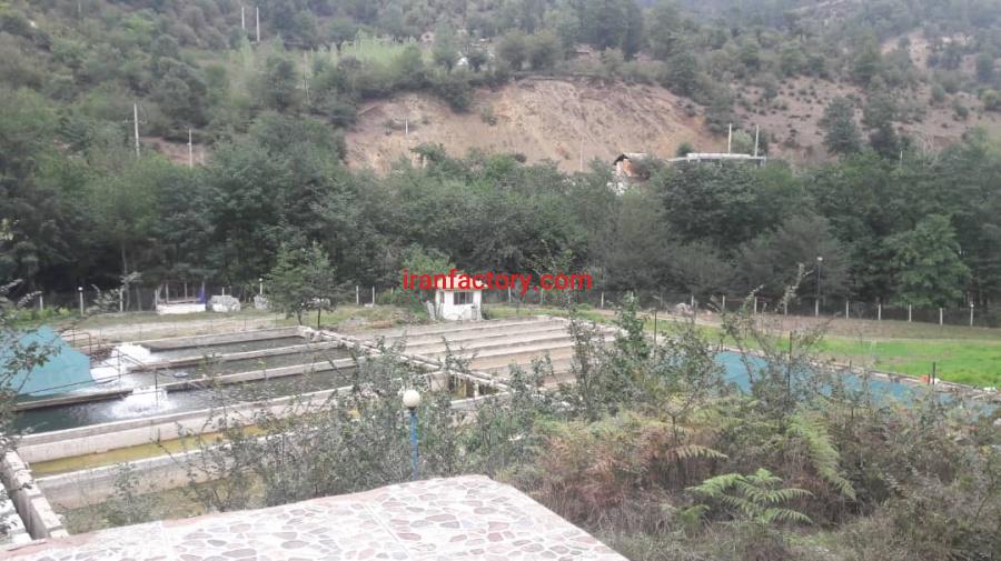 فروش پرورش ماهی سردآبی در گیلان1