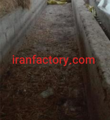 فروش 2000 متر  زمین و دامداری و استخر در املش2