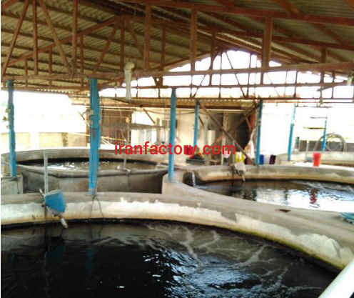 فروش 500 متر استخر پرورش ماهی در ساری1