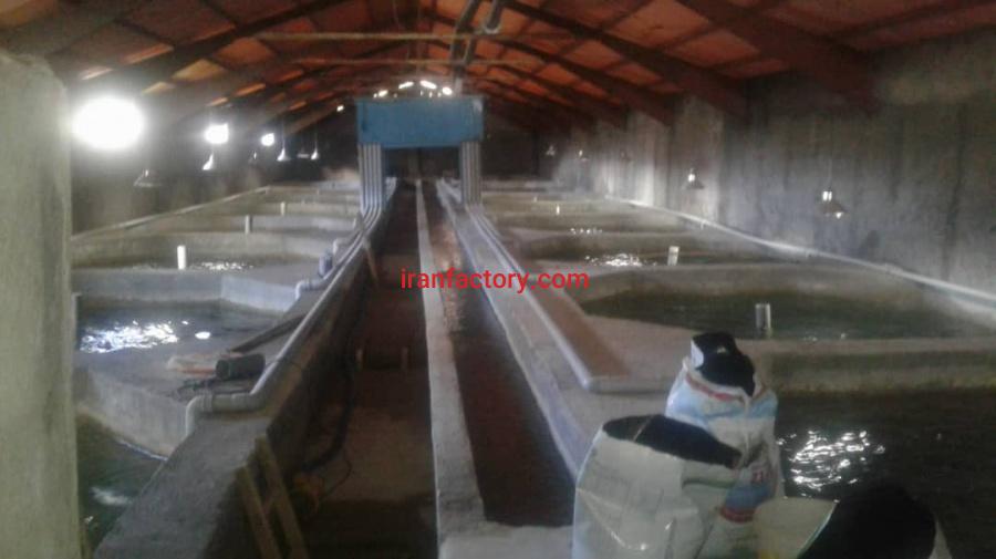 فروش پرورش ماهی درآذربایجان شرقی2