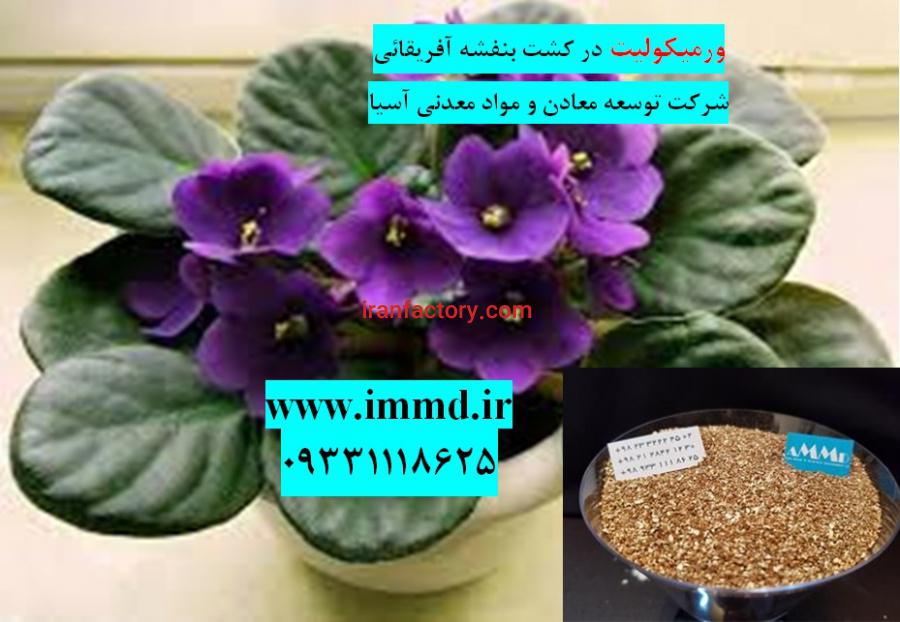کود برای گل بنفشه آفریقایی0