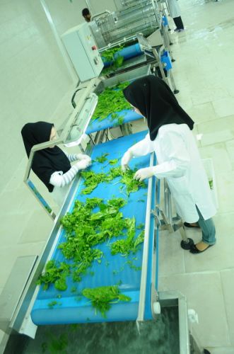 فروش کارخانه فرآوری سبزیجات- ایلام2