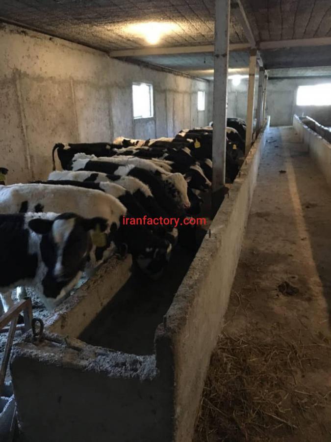 فروش دامداری در مرزن آباد بهترین فرصت سرمایه گذاری2