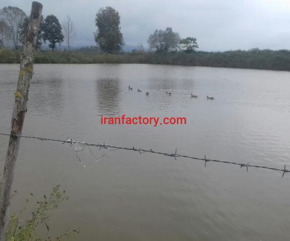 فروش پرورش ماهی در رشت0