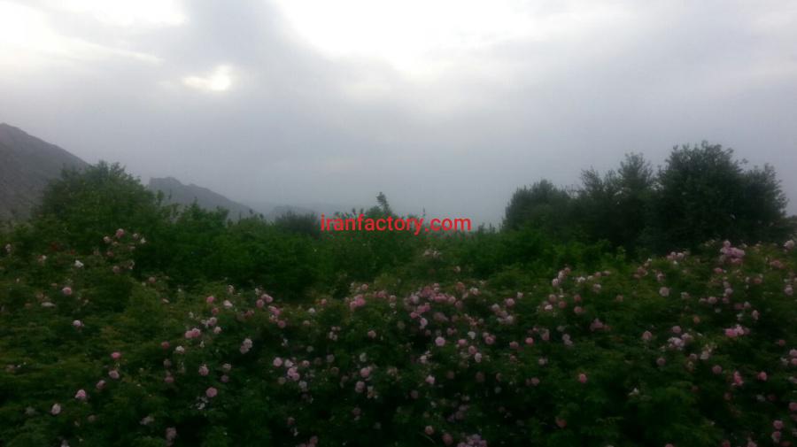 فروش کارخانه بیسکویت6