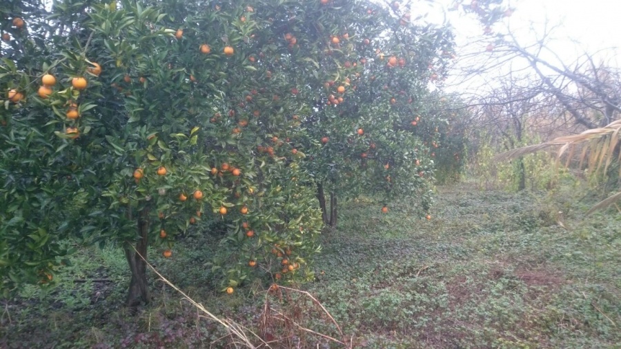 فروش سوله در مازندران8