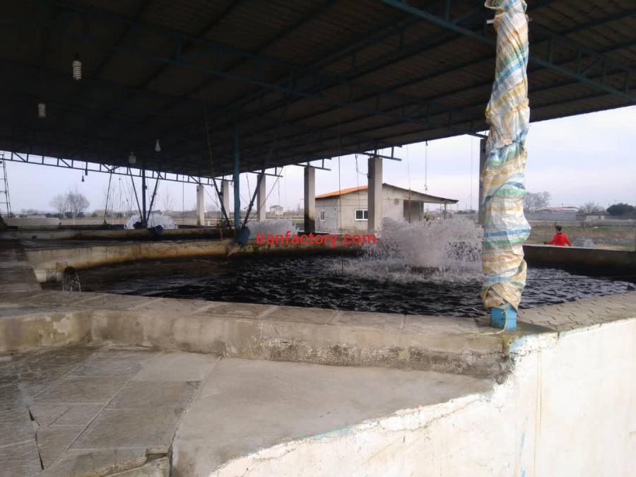 فروش 7800 متر استخر پرورش ماهی قزل الا در آمل1