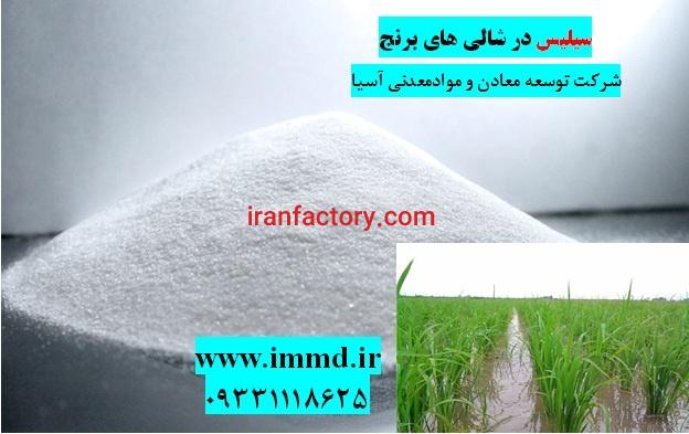 فروش سیلیس در کشت برنج و شالی0