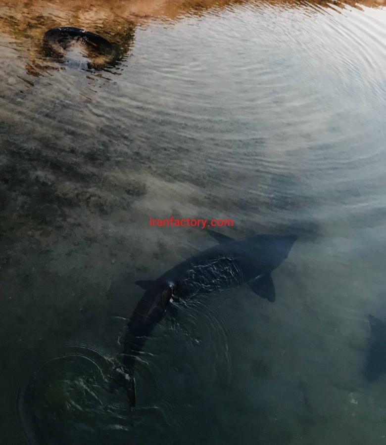 مزرعه پروش ماهیان خاویاری یزد0