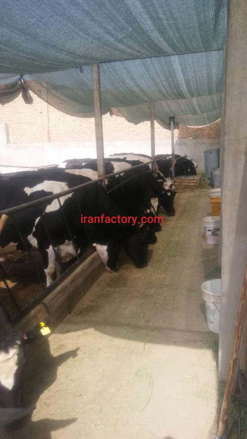 فروش گاوداری اصفهان0
