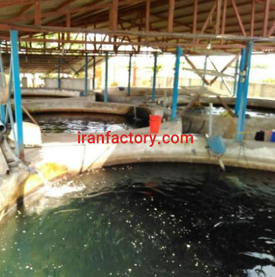 فروش 480 متر جایگاه استخر ماهی مختص قزل آلا براری در ساری3