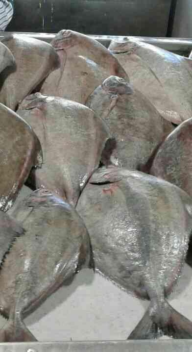 ماهی حلوا سیاه0