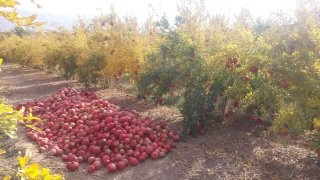 فروش مرغداری و باغ در شهرضا اصفهان4