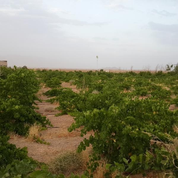 فروش مرغداری گوشتی در شهرضا1