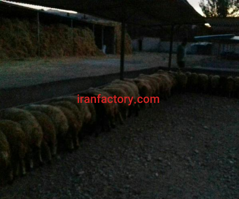 فروش دامداری صنعتی 500 راسی در شهرستان خوی،رهال7