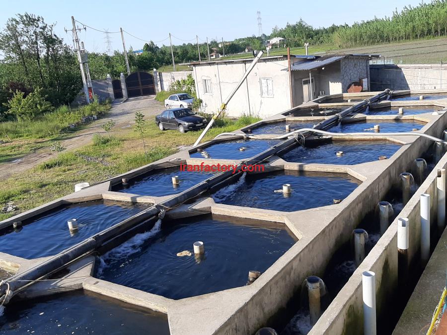 پرورش ماهی قزل الا بچه ماهی تا پروار3