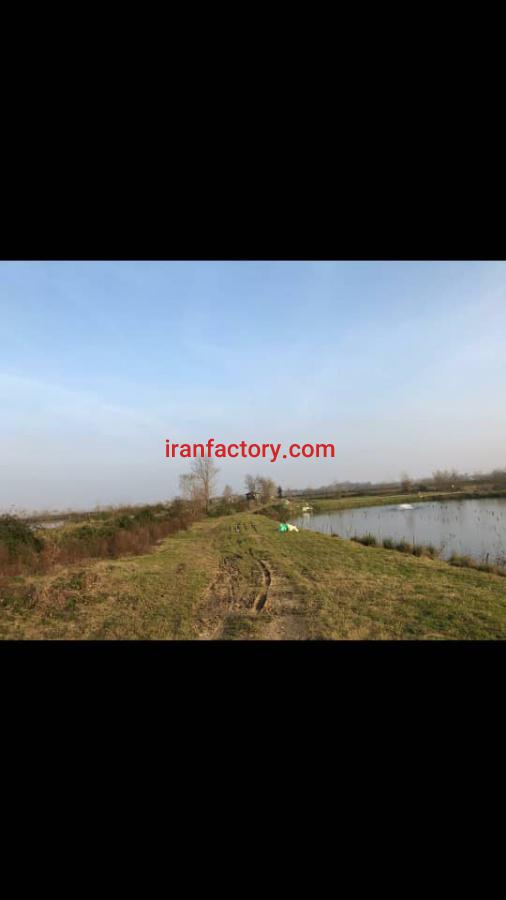 فروش پرورش ماهی در فومن0