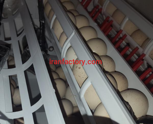 فروش دستگاه جوجه کشی در قرچک1