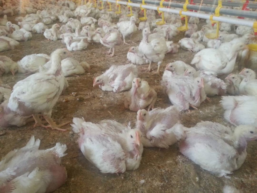 فروش مرغداری گوشتی 70 هزار متر مکعب در قزوین2