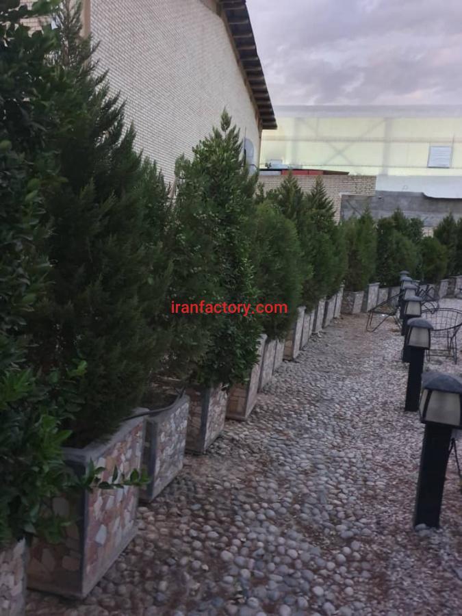 فروش درخت سرو0