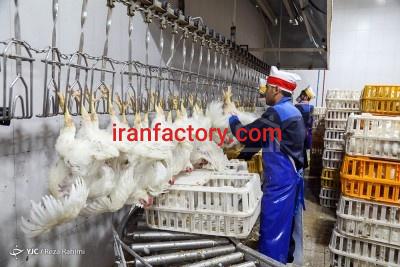 فروش کشتارگاه صنعتی طیور1