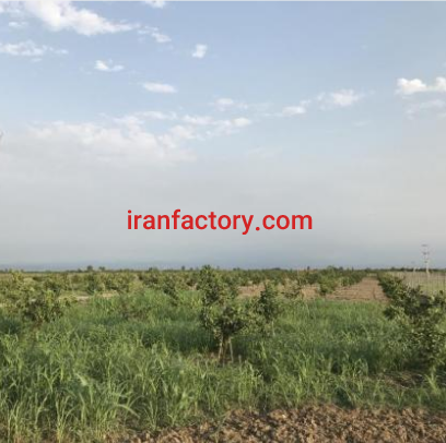 فروش یا معاوضه11000متر پرورش ماهی و باغ مرکبات در جویبار4