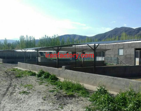 فروش دامداری صنعتی 500 راسی در شهرستان خوی،رهال1