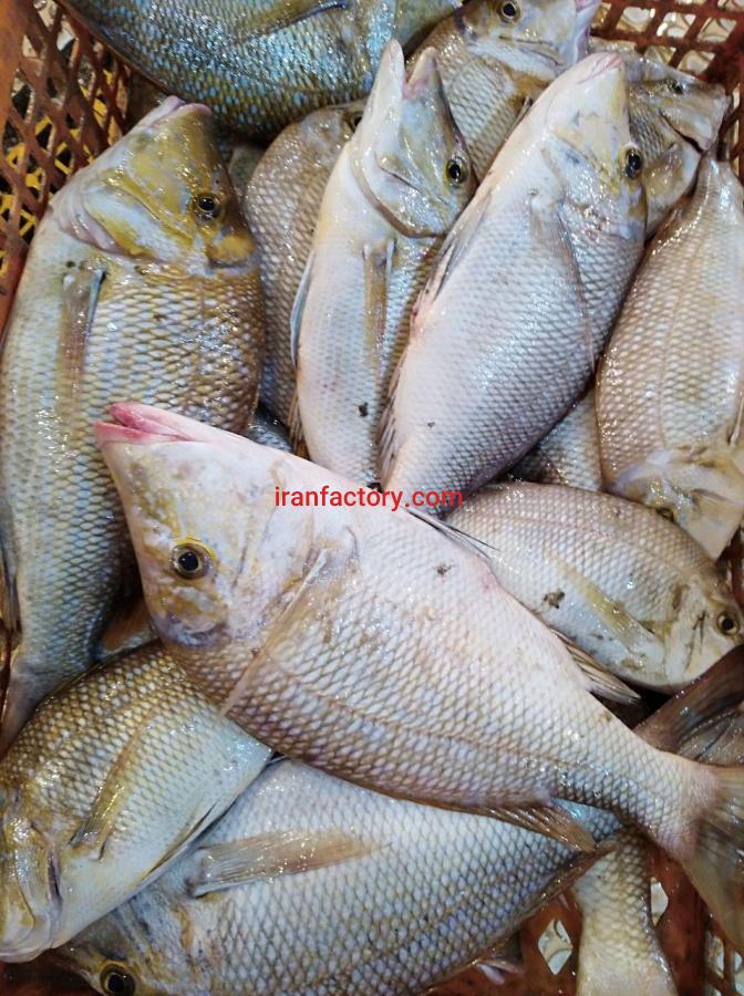 ابزیان صید روز جنوب3