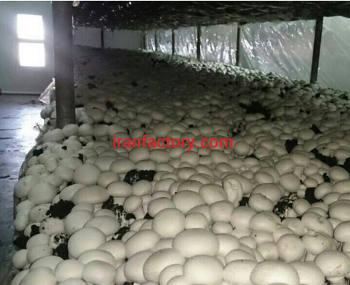 9000 متر کارخانه قارچ فروشی در قزوین4