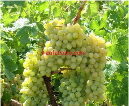 فروش دو هکتار استخر پرورش ماهی و گلخانه در قزوین4