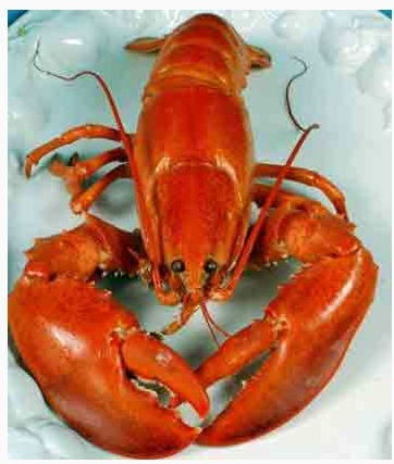 پخش خرچنگ صید روز0