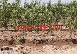 زمین کشاورزی به همراه باغ پسته0
